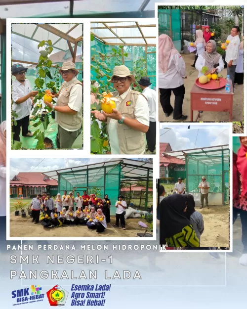 Panen Perdana Melon Hidroponik SMK Negeri-1 Pangkalan Lada